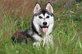 SIBERIAN HUSKY 287